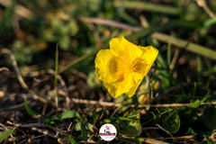 Floraison-de-renoncules-dans-les-alpages-de-Matheysine-a-la-Toussaint-2022-©-Brieuc-Coessens-2
