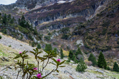 Floraison-de-rhododendron-ferrugineux-dans-le-massif-du-Taillefer-a-la-Toussaint-2022-©-Brieuc-Coessens-7