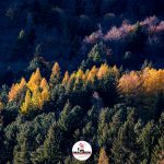 Nature – Coquelicots d’automne et féérie de couleurs dans les Alpes